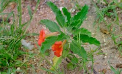 Pterodiscus cinnabarinus