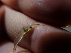 Palaemon concinnus
