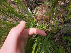 Polygala nematocaulis