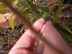 Polygala nematocaulis