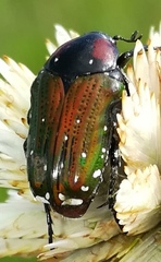 Leucocelis