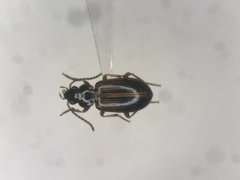 Dicheirotrichus cognatus