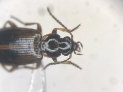 Dicheirotrichus cognatus