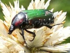 Leucocelis