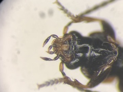 Dicheirotrichus cognatus