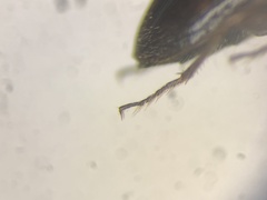 Dicheirotrichus cognatus