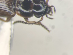 Dicheirotrichus cognatus