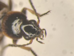 Dicheirotrichus cognatus