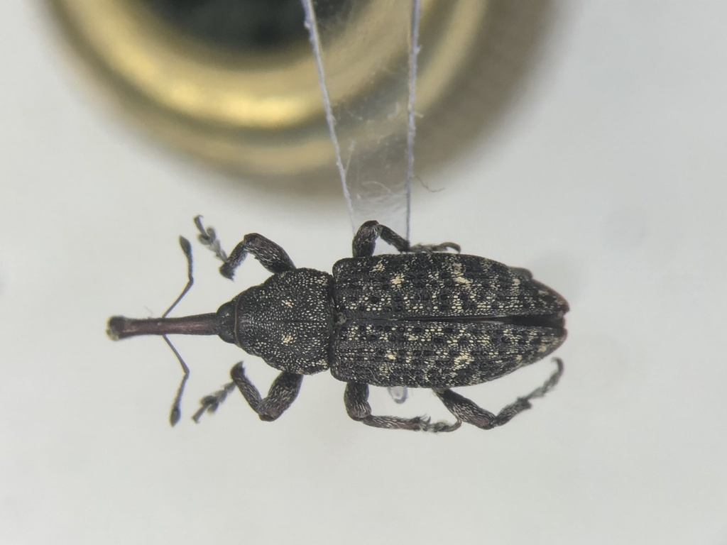 Balsam Bark Weevil