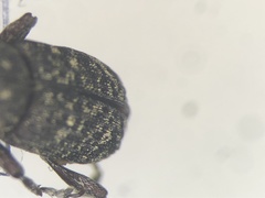 Pissodes striatulus