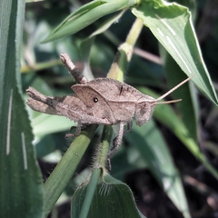 Xyleus discoideus discoideus