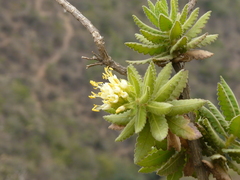 Cantua quercifolia