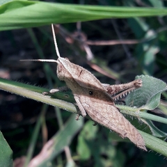 Xyleus discoideus discoideus