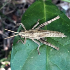 Xyleus discoideus discoideus