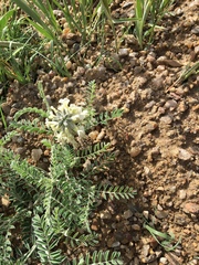 Sophora nuttalliana