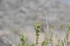 Ophryosporus triangularis