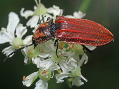 Anostirus purpureus