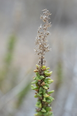 Ophryosporus triangularis