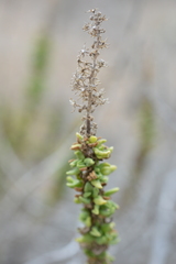 Ophryosporus triangularis