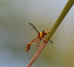 Salpingogaster punctifrons