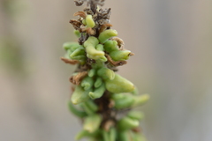 Ophryosporus triangularis