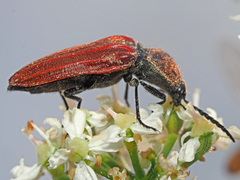 Anostirus purpureus