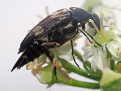 Variimorda villosa