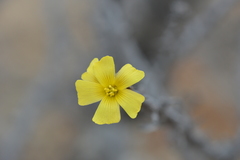 Oxalis gigantea