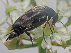 Variimorda villosa
