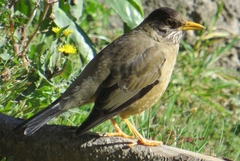 Turdus falcklandii