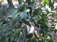 Nothofagus dombeyi