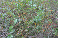 Physocarpus intermedius