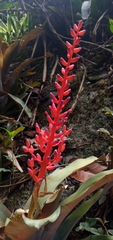 Aechmea fulgens