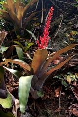 Aechmea fulgens