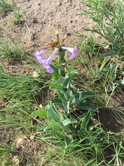 Penstemon fendleri