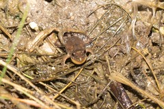 Pseudopaludicola falcipes