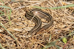 Ophiodes vertebralis