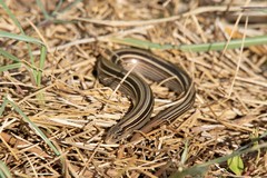 Ophiodes vertebralis