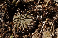 Pelecyphora aselliformis