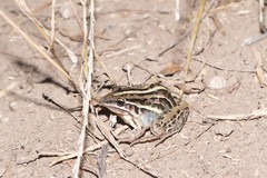 Leptodactylus gracilis