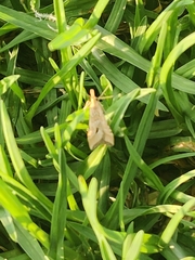 Lepidoptera