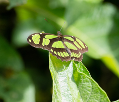 Philaethria wernickei