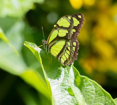 Philaethria wernickei