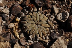 Pelecyphora aselliformis