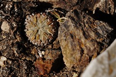 Pelecyphora aselliformis