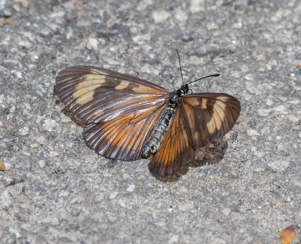 Actinote canutia