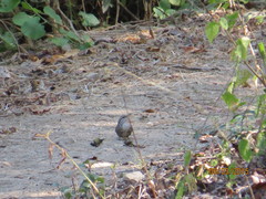 Thryophilus pleurostictus