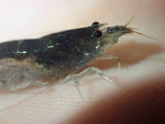 Caridina typus