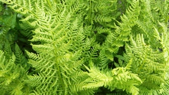 Athyrium americanum