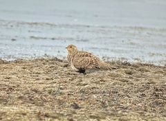 Syrrhaptes paradoxus